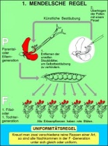 Transparentsatz 1. Mendelsche Regel: Uniformitätsgesetz