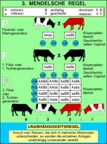 Transparentsatz 3. Mendelsche Regel: Unabhängigkeitsgesetz
