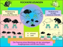 Transparentsatz Rückkreuzungen