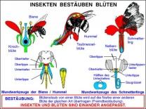 Transparentsatz Anpassung Blüten - Insekten