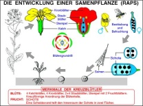 Transparentsatz Kreuzblütler u. Kohlarten