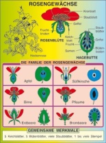 Transparentsatz Rosengewächse - Obstsorten