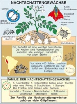 Transparentsatz Nachtschattengewächse - Kartoffel