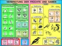 Transparentsatz Früchte und Samen: Verbreitung