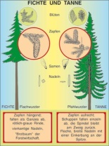 Transparentsatz Fichte und Tanne