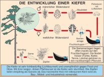 Transparentsatz Kiefer: Entwicklung, Stamm