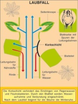 Transparentsatz Laubfall- Blattformen