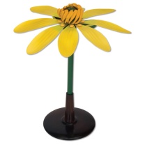 Scharbockskrautblüte (Ficaria verna), Modell