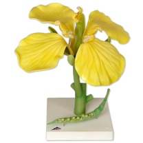 Rapsblüte (Brassica napus ssp. oleifera), Modell