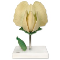 Erbsenblüte (Pisum sativum), Modell