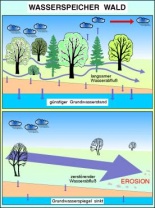 Transparentsatz Der Wald als Wasserspeicher