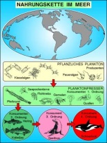 Transparentsatz Nahrungskette im Meer