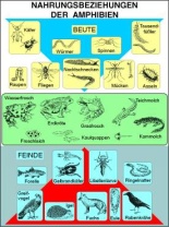 Transparentsatz Nahrungsbeziehungen der Amphibien