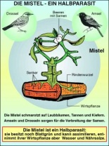 Transparentsatz Die Mistel - ein Halbparasit