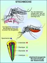 Transparentsatz Stechmücke