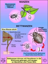 Transparentsatz Wanzen, Milben, Zecken