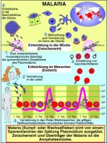 Transparentsatz Tropenkrankheiten