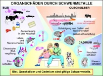 Transparentsatz Organschäden (Schwermetalle)