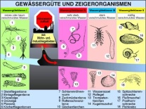 Transparentsatz Gewässergüte und Zeigerorganismen