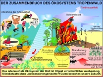 Transparentsatz Der Zusammenbruch des Ökosystems, Tropenwaldzerstörung