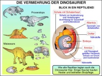 Transparentsatz Saurier: Ernährung, Vermehrung