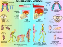 Transparentsatz Schimpanse - Mensch, Vergleich