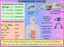 Transparentsatz Rudimentäre Organe