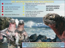 Transparentsatz Die Evolution der Meerechsen und Landleguane