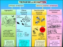 Transparentsatz Tiergesellschaften