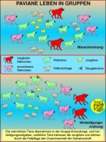 Transparentsatz Paviane (Sozialverhalten)