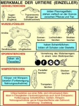 Transparentsatz Merkmale der Urtiere (Einzeller)
