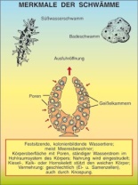 Transparentsatz Merkmale der Schwämme