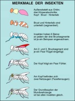 Transparentsatz Merkmale der Insekten