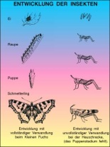 Transparentsatz Entwicklung der Insekten