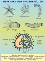 Transparentsatz Merkmale der Stachelhäuter
