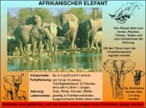 Transparentsatz Afrikanischer Elefant und Giraffe