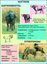 Transparentsatz Huftiere, Kaffernbüffel, Gnu, Kudu und Impala