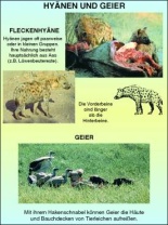 Transparentsatz Hyänen und Geier