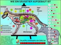 Transparentsatz Typische Säugetiere