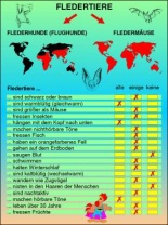 Transparentsatz Fledermaus-Quiz