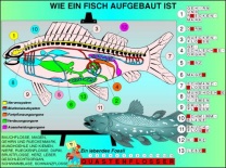 Transparentsatz Typisch Fisch