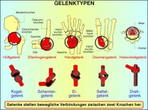 Transparentsatz Gelenke und Gelenktypen