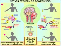 Transparentsatz Nerven steuern die Bewegungen