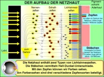 Transparentsatz Aufbau der Netzhaut