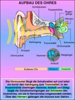 Transparentsatz Aufbau des Ohres