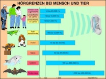 Transparentsatz Hörgrenzen bei Mensch und Tier