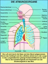 Digitale Folien auf CD, Die Atmungsorgane (Übersicht)