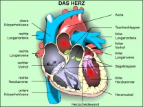 Interaktive digitale Tafelbilder auf CD, Das Herz - Bau und Arbeitsweise