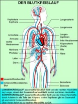 Interaktive digitale Tafelbilder auf CD, Der Blutkreislauf