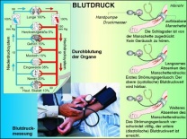 Transparentsatz Blutbeförderung und Blutdruck